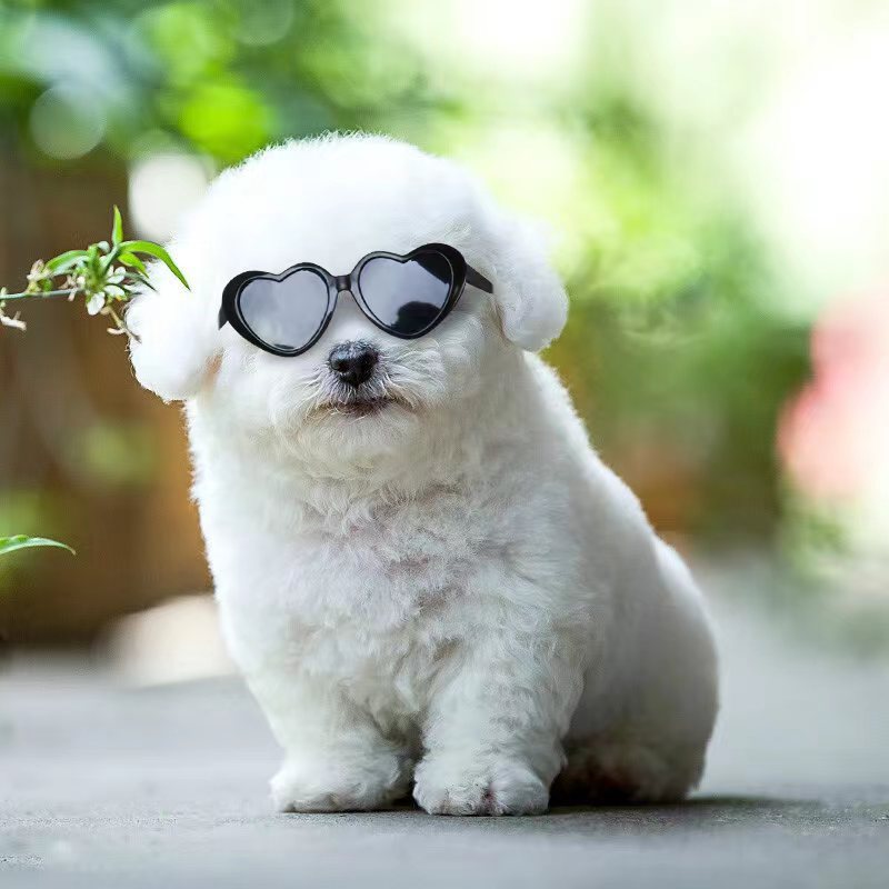 Pet Sunglasses