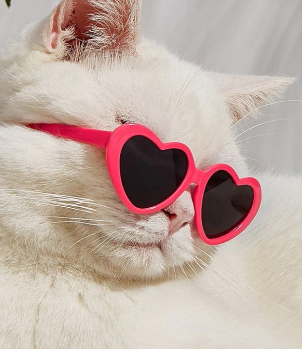 Pet Sunglasses