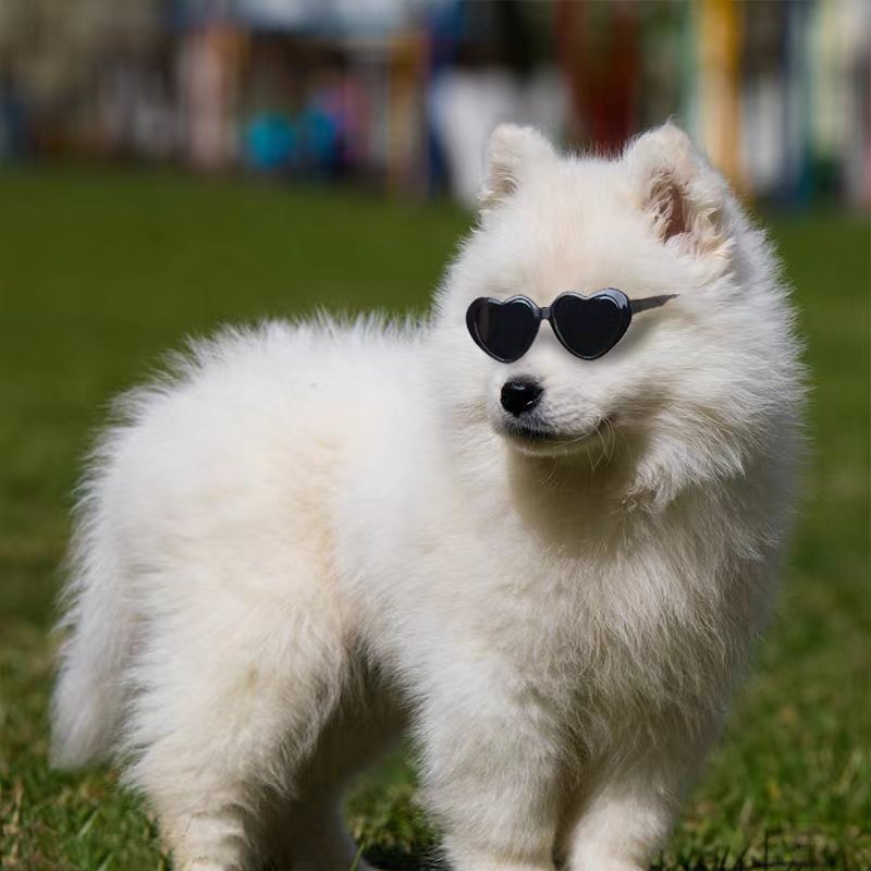 Pet Sunglasses
