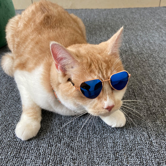 Mini Pet Cat Sunglasses