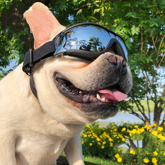 Pet Windproof Glasses